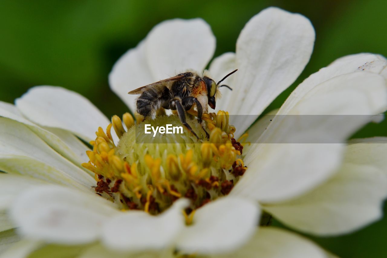 Male leafcutter bee on white flower with yellow center 