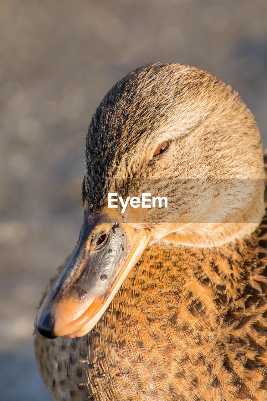 CLOSE-UP OF BIRD