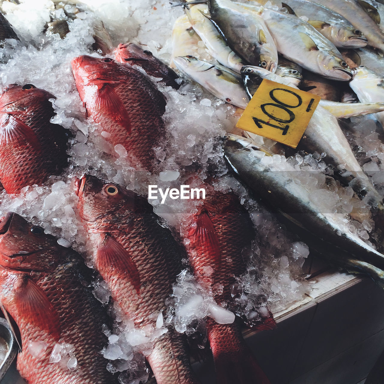 High angle view of fish on ice for sale at market