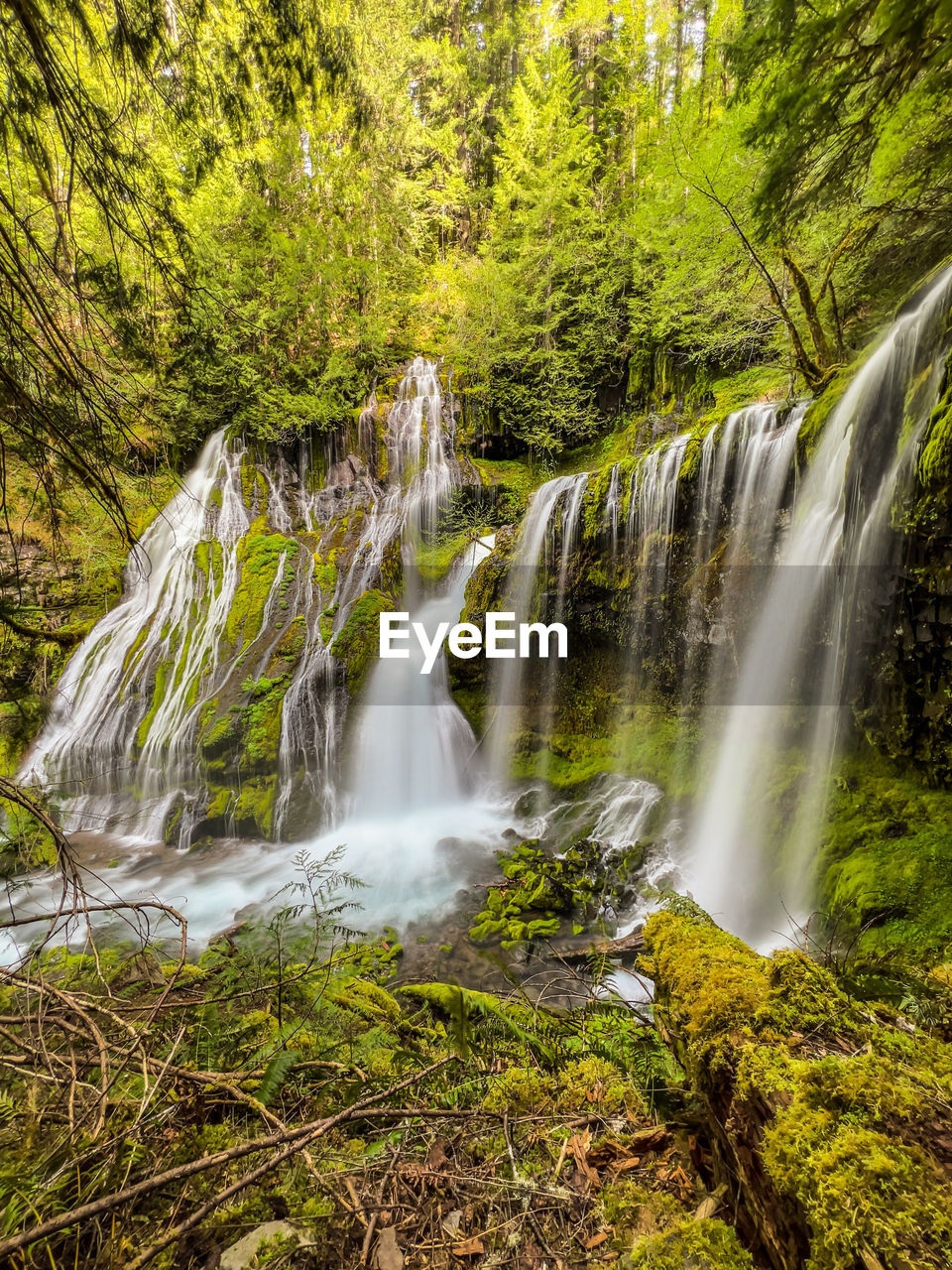 Springtime at panther creek falls in the lush gifford pinchot forest near carson washington 