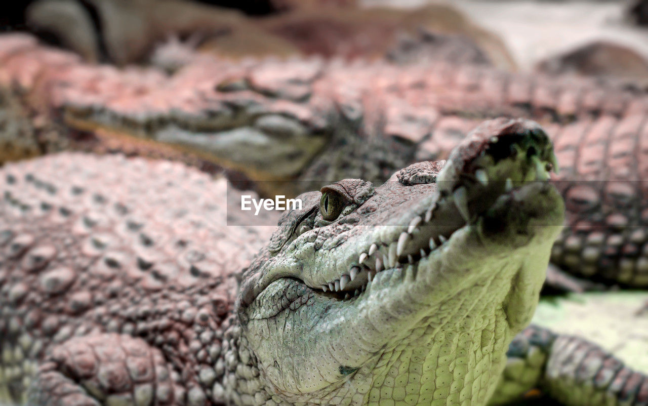 close-up of iguana