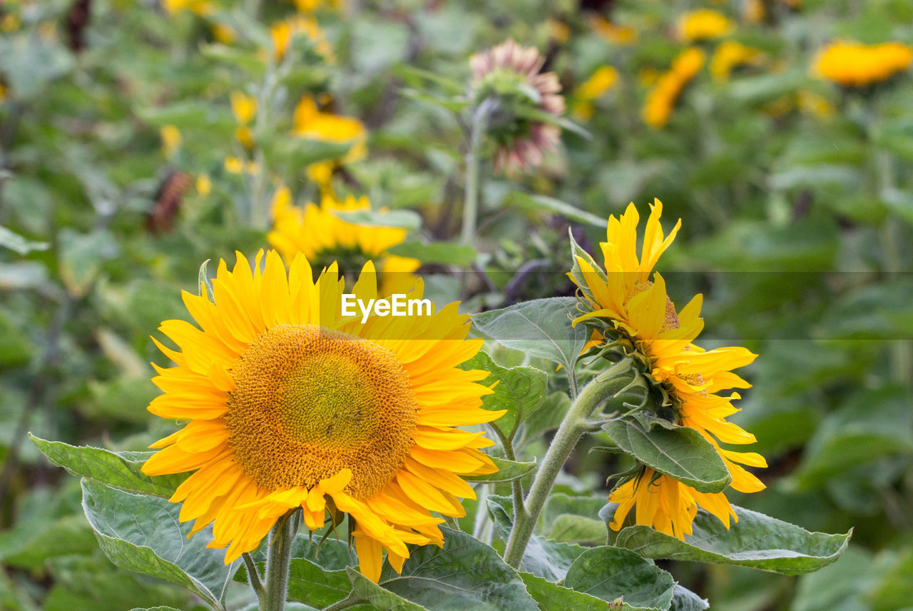 Close-up of yellow flowers blooming outdoors