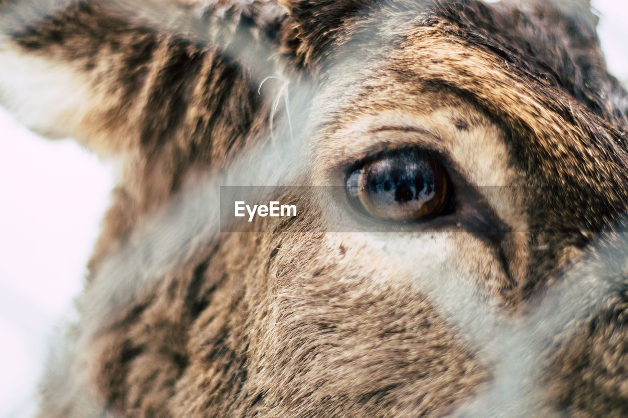 Close-up of deer seen through fence