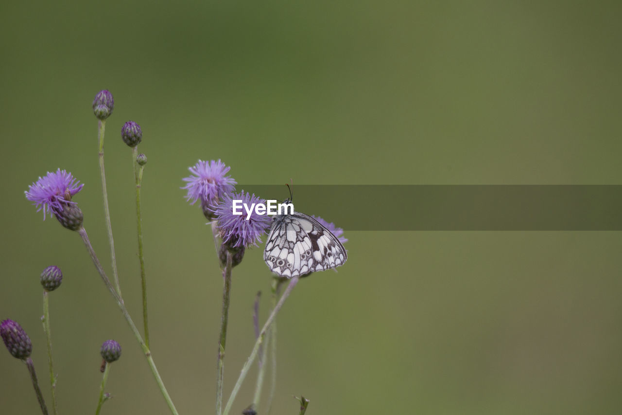 CLOSE-UP OF BUTTERFLY ON FLOWER