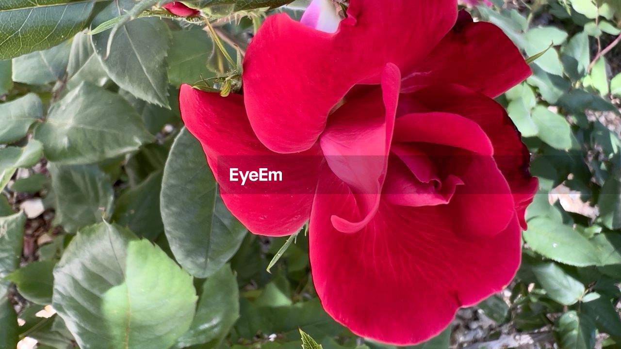 flower, plant, flowering plant, petal, freshness, beauty in nature, close-up, inflorescence, growth, leaf, fragility, flower head, plant part, nature, red, rose, no people, day, outdoors, springtime, pink, botany, blossom