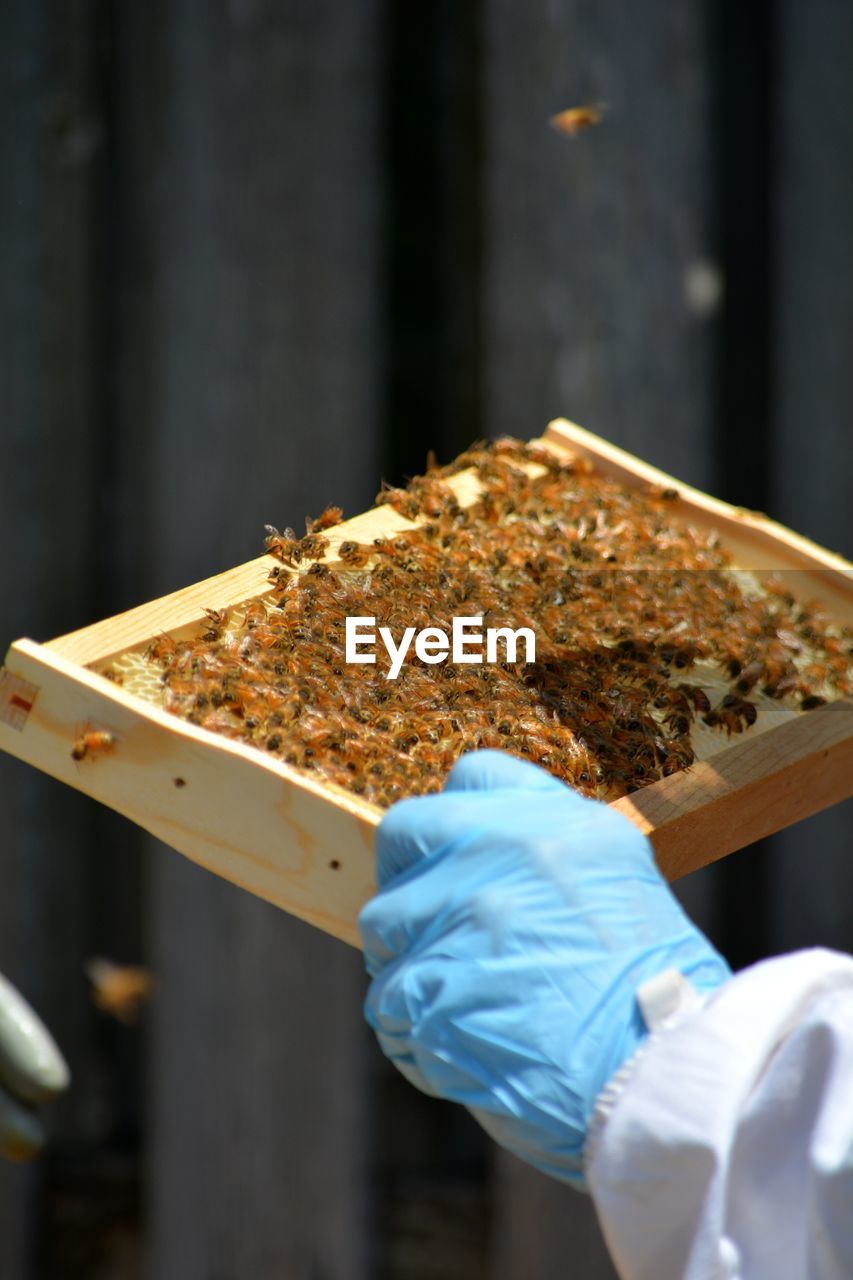 Beekeepers inspecting rack of  young hive