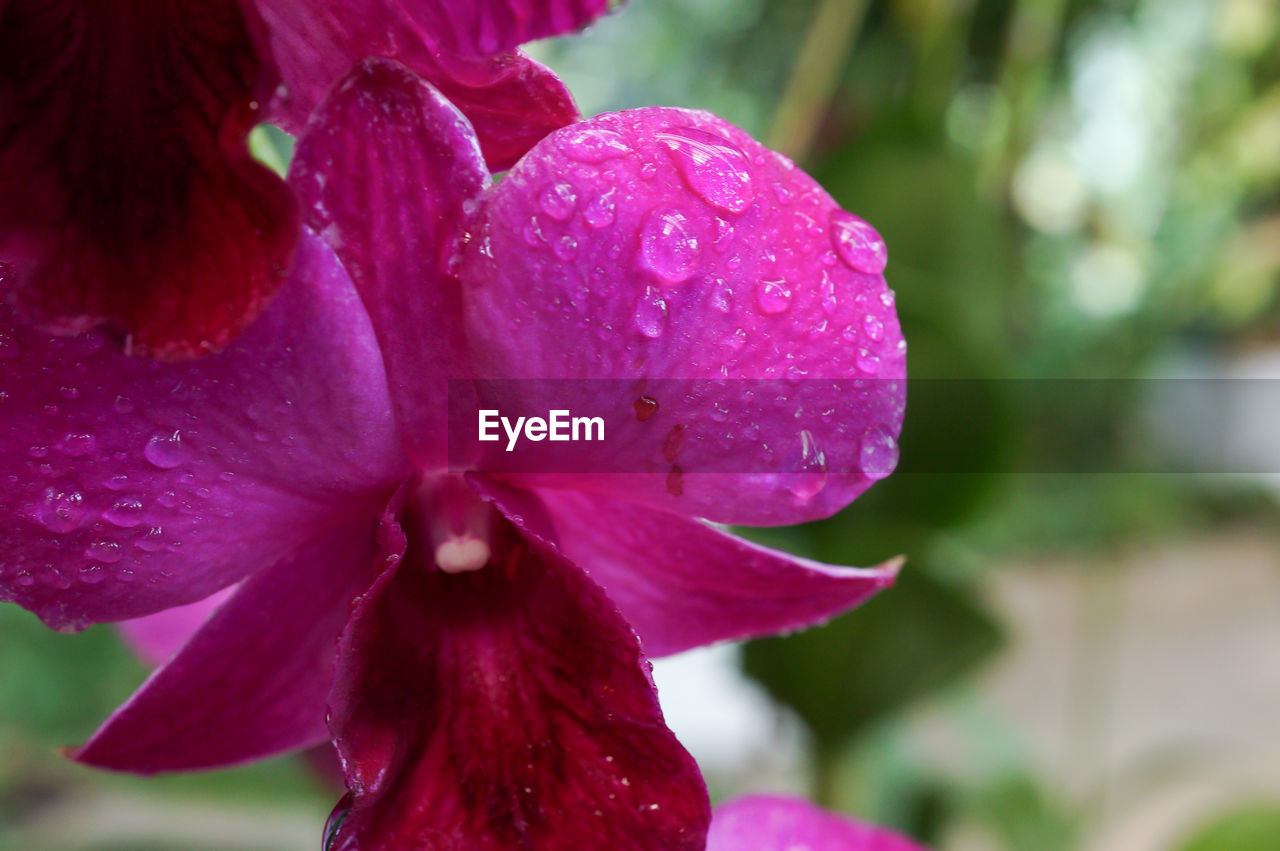 CLOSE-UP OF PINK FLOWERS BLOOMING OUTDOORS