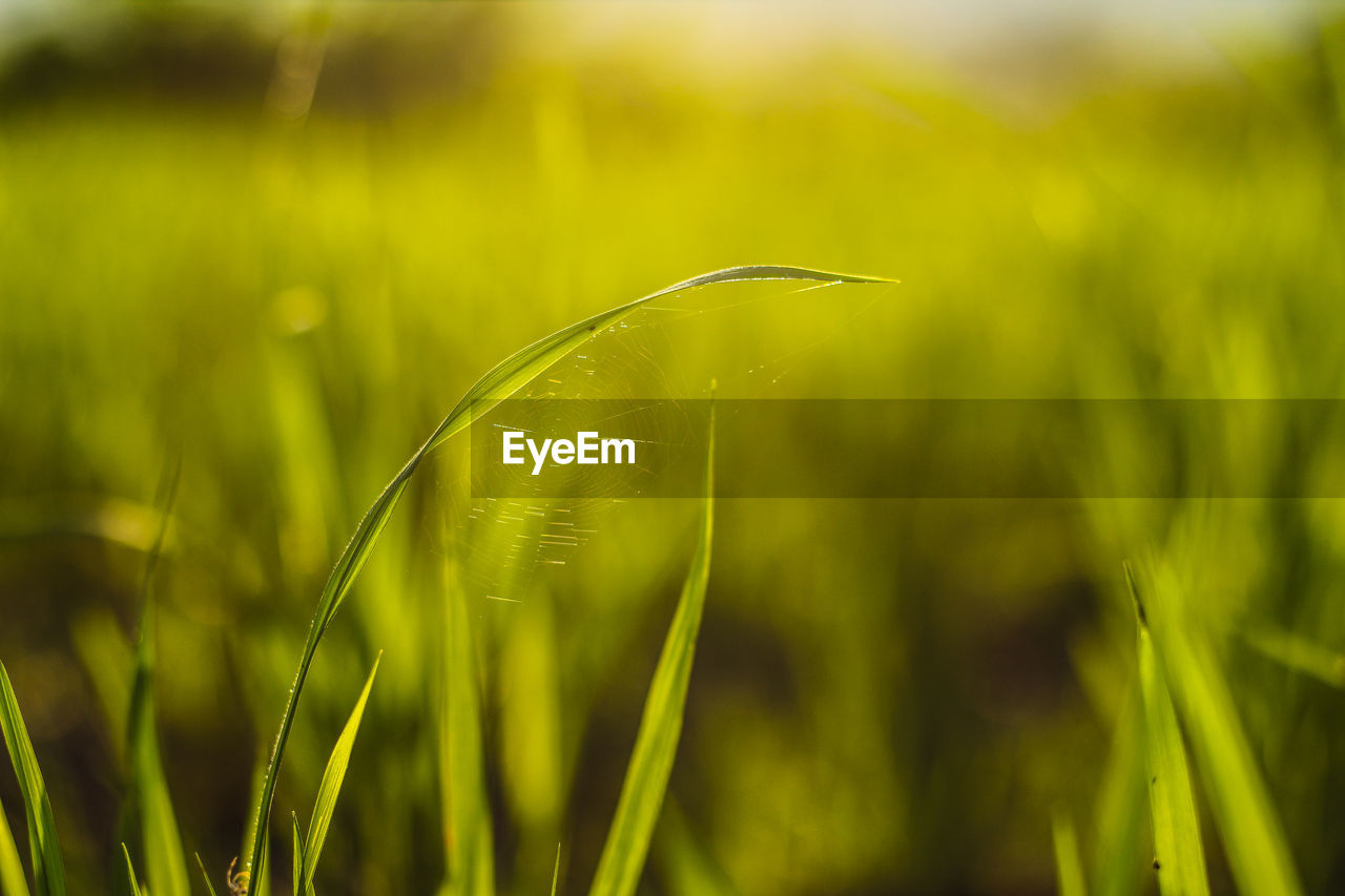 Close-up of crops growing on field