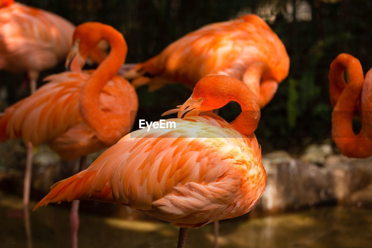 VIEW OF FLAMINGOS