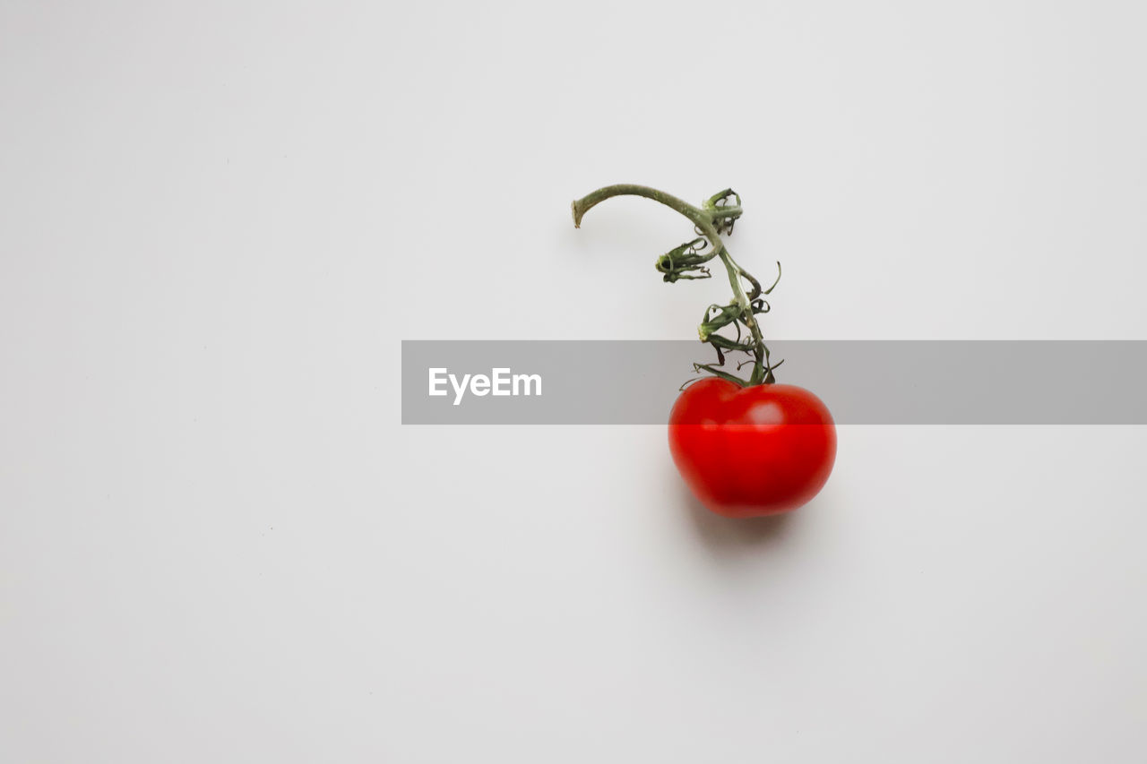 Close-up of tomatoes against white background