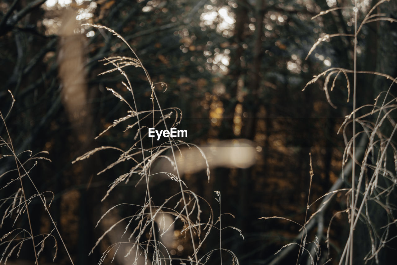 Close-up of bare tree in forest