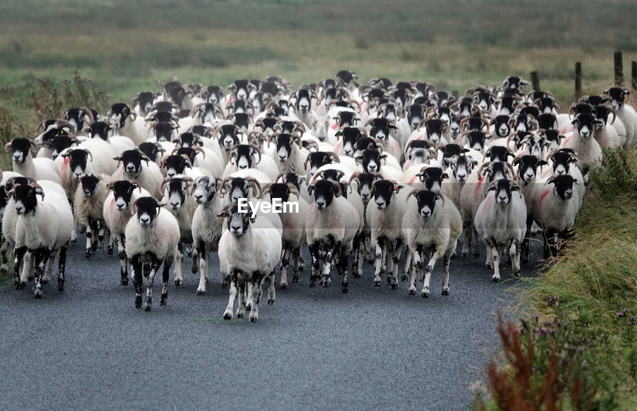 View of flock of sheep blocking road 