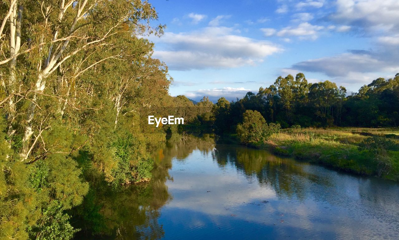 Trees growing by river against sky