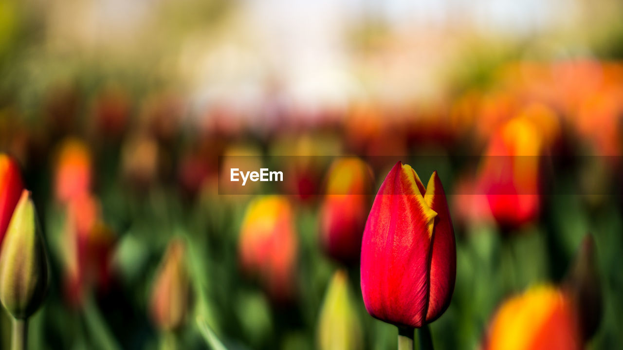 Close-up of pink tulip flowers on field