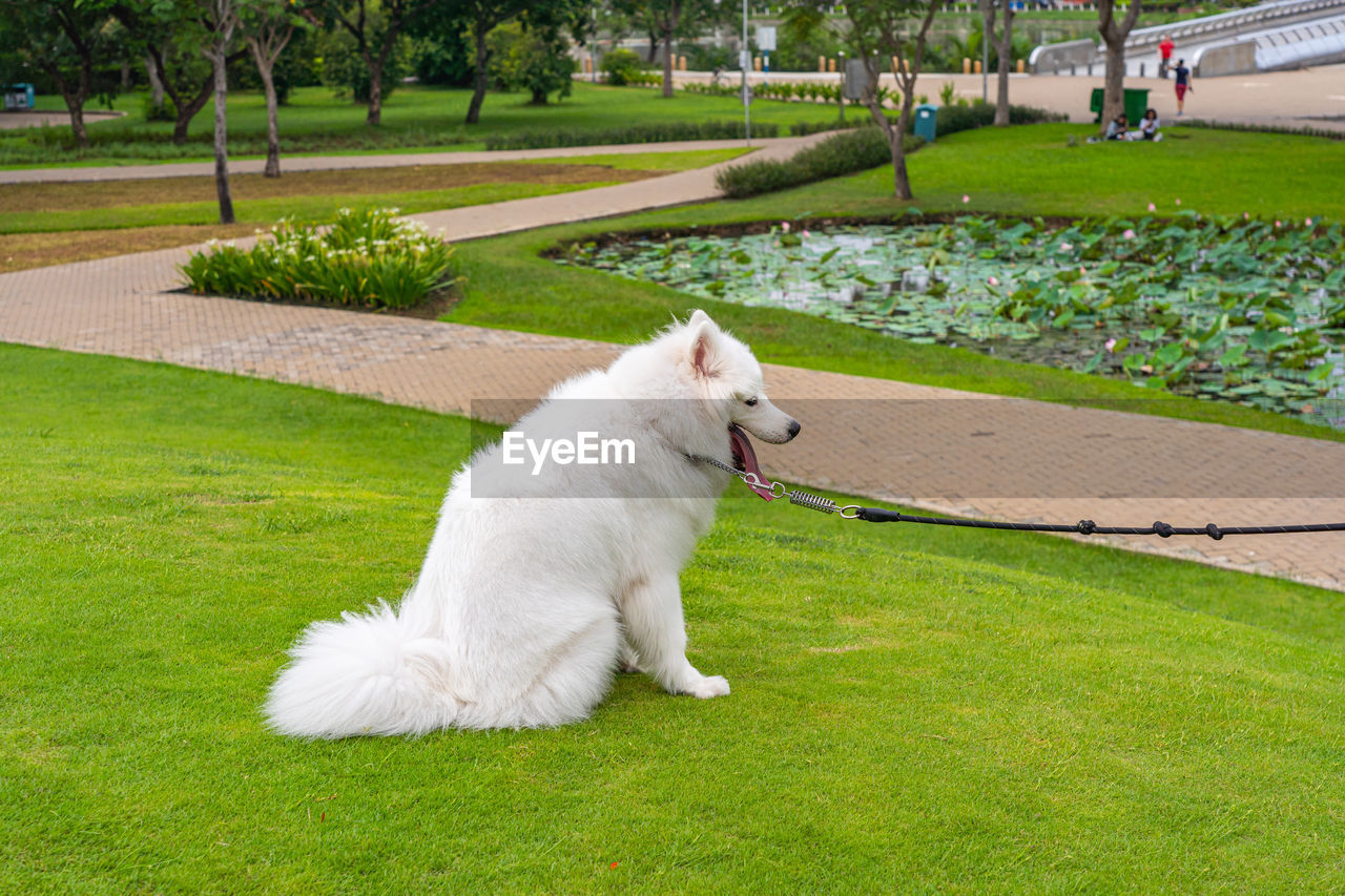 WHITE CAT LOOKING AT PARK