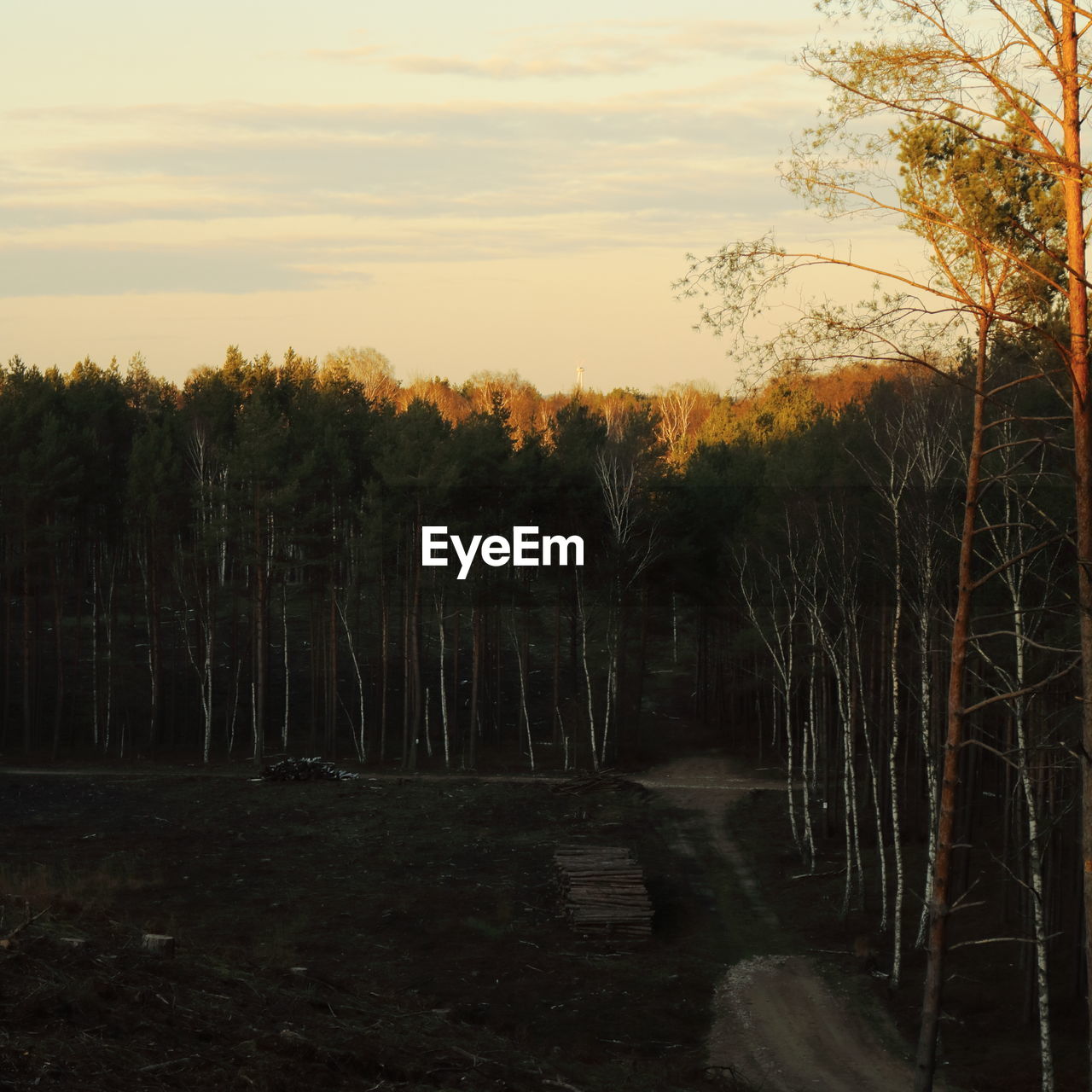 SCENIC VIEW OF FOREST DURING SUNSET