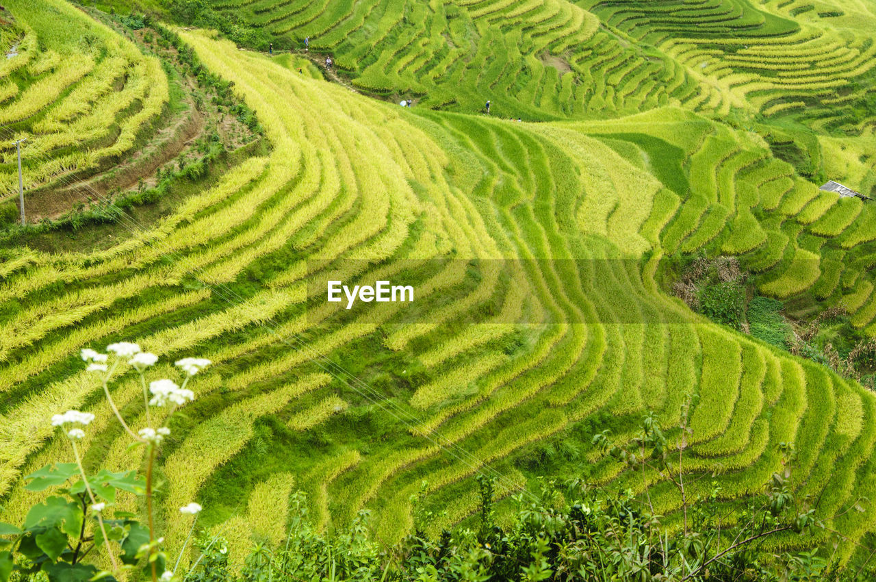 Scenic view of agricultural field