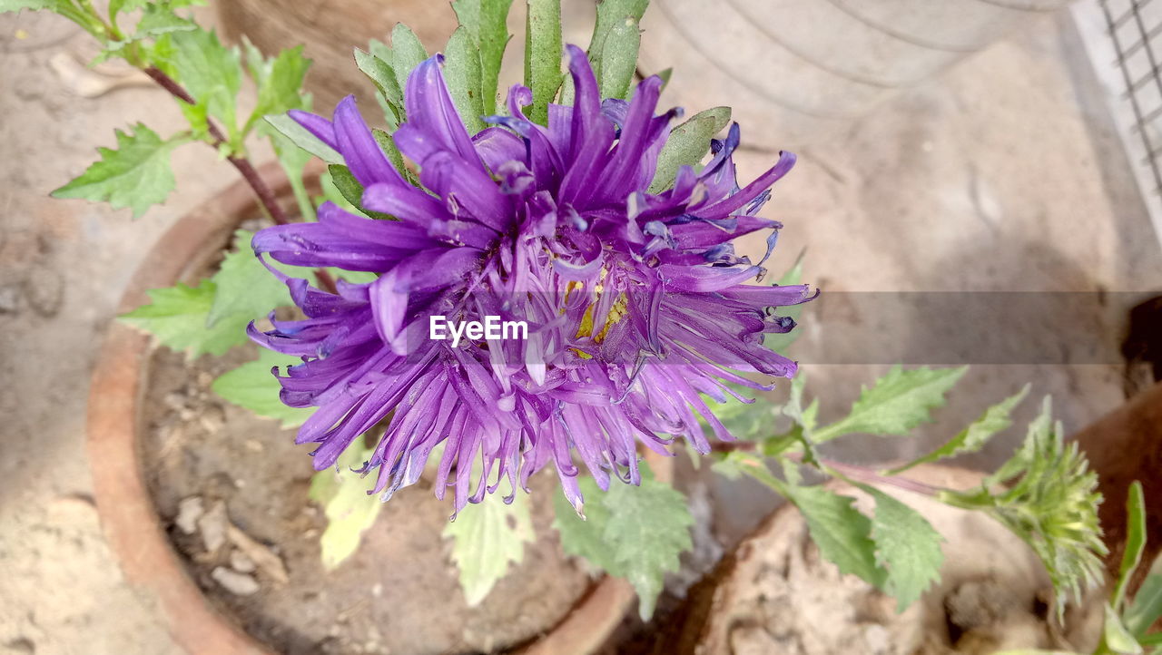 CLOSE-UP OF PURPLE FLOWER BLOOMING IN GARDEN