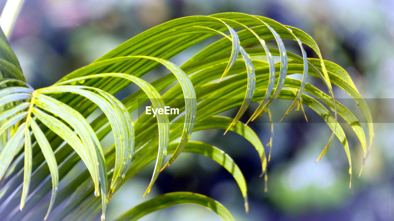 Close-up of fern leaves