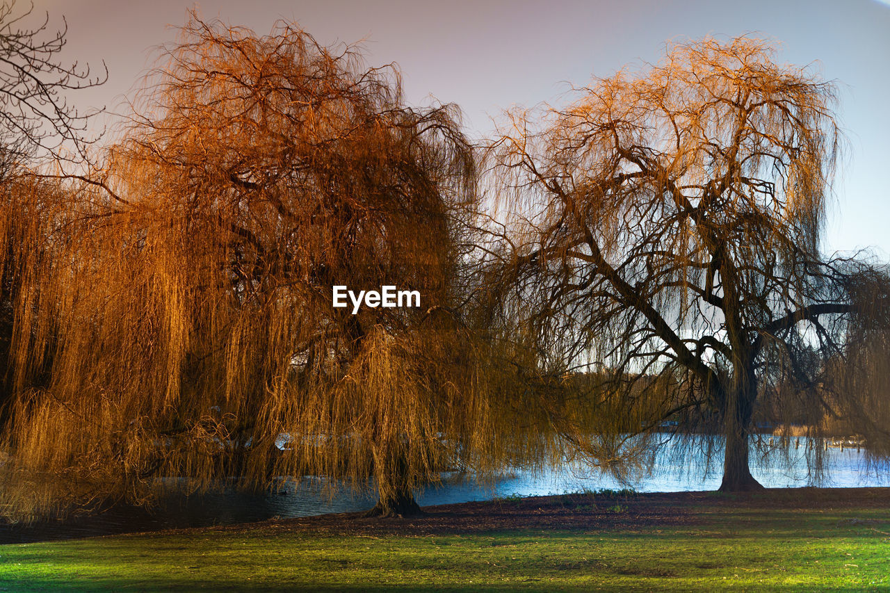 BARE TREES IN GRASS AGAINST SKY