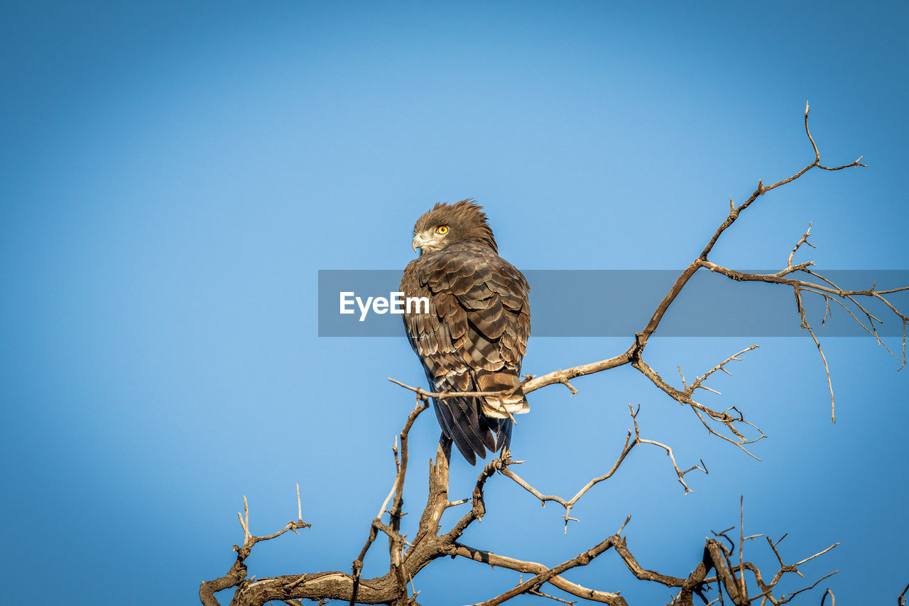 LOW ANGLE VIEW OF EAGLE PERCHING ON BRANCH