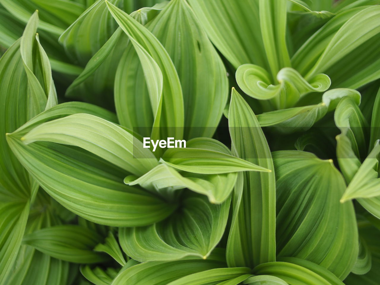 Full frame shot of green leaves