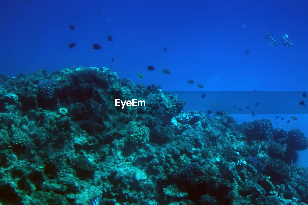 UNDERWATER VIEW OF FISH