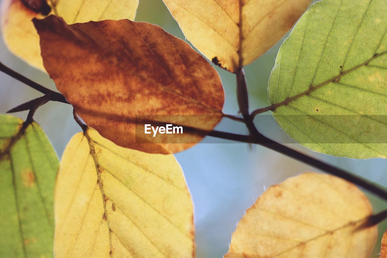 Close-up of autumnal leaves