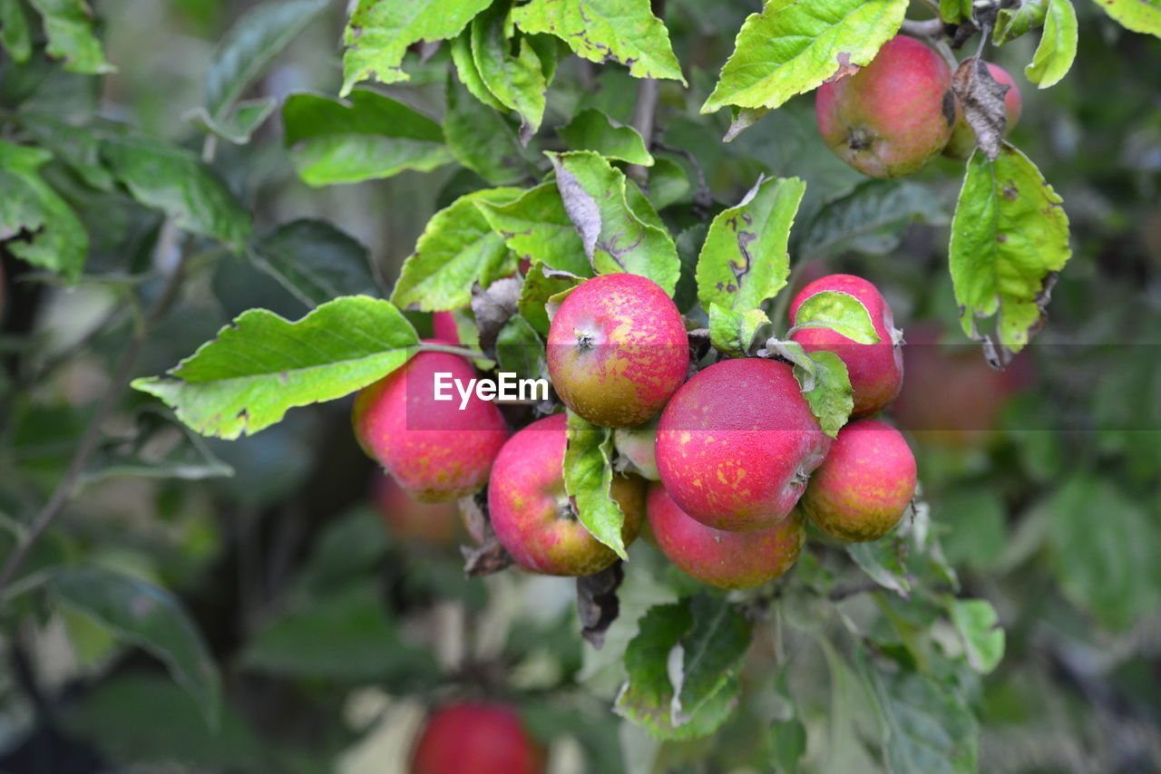 CLOSE-UP OF FRUITS GROWING ON PLANT