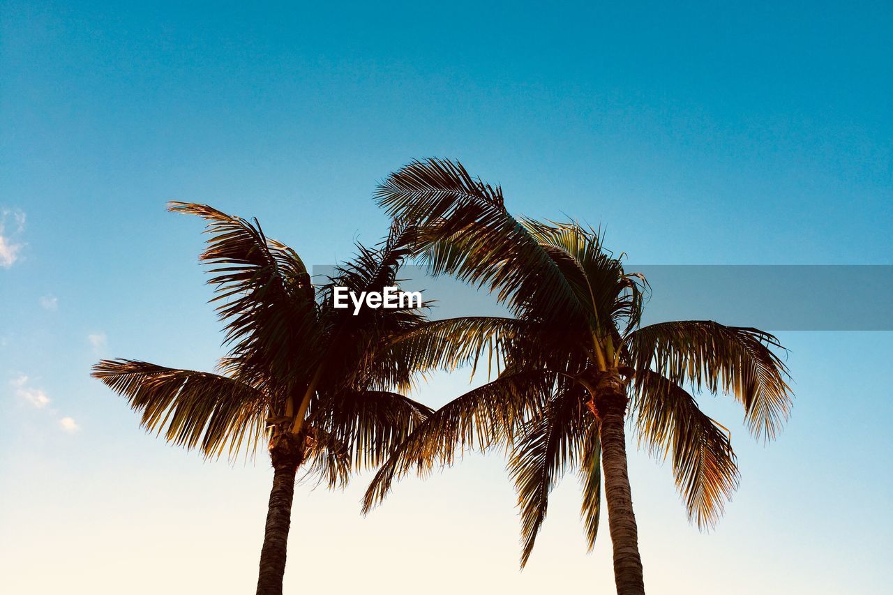 Low angle view of palm tree against clear blue sky