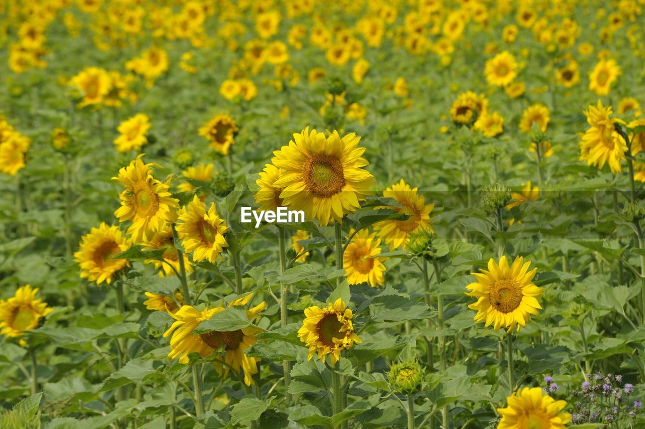 CLOSE-UP OF YELLOW FLOWERING PLANTS