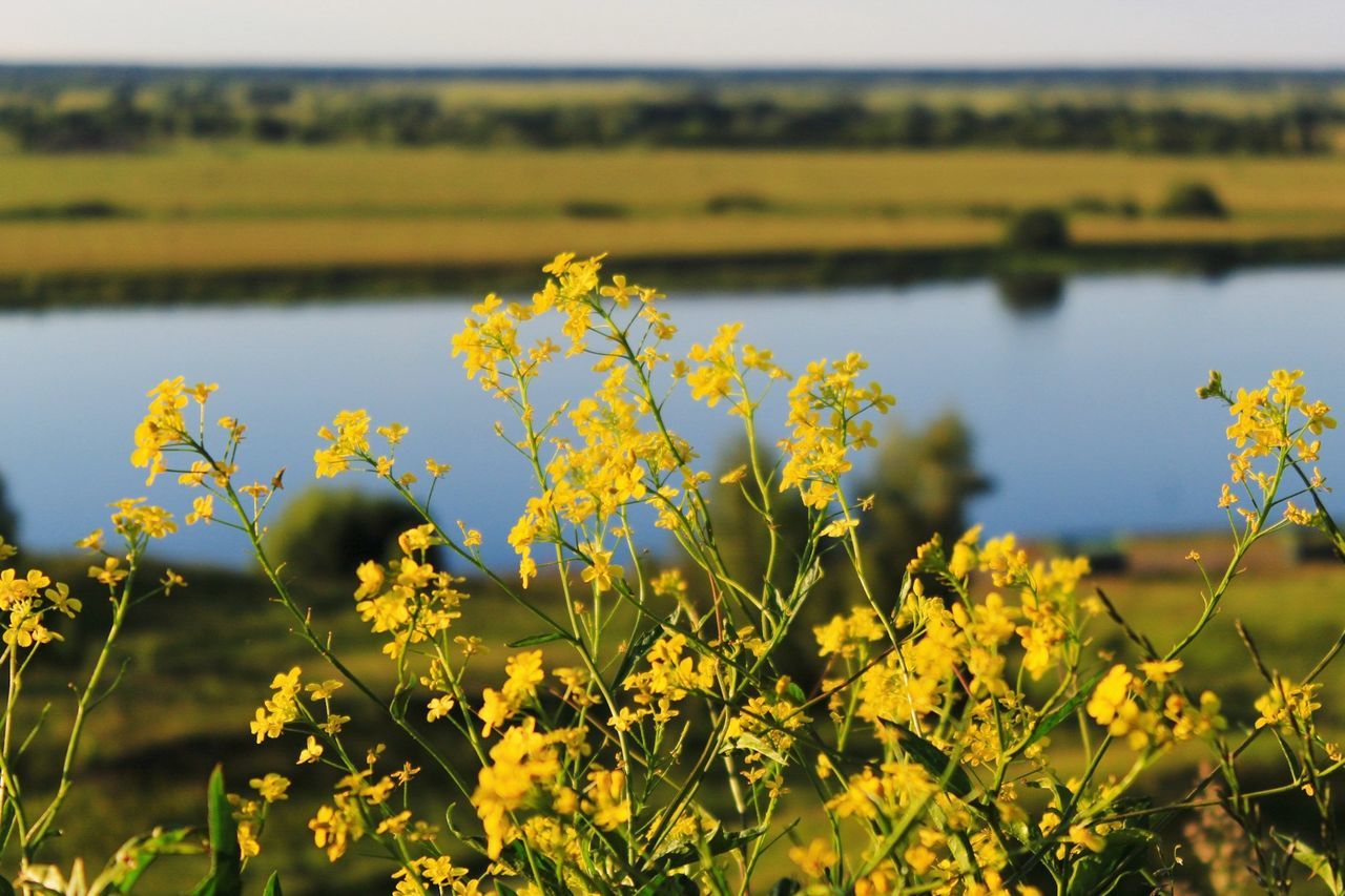 Yellow flowering plants on field