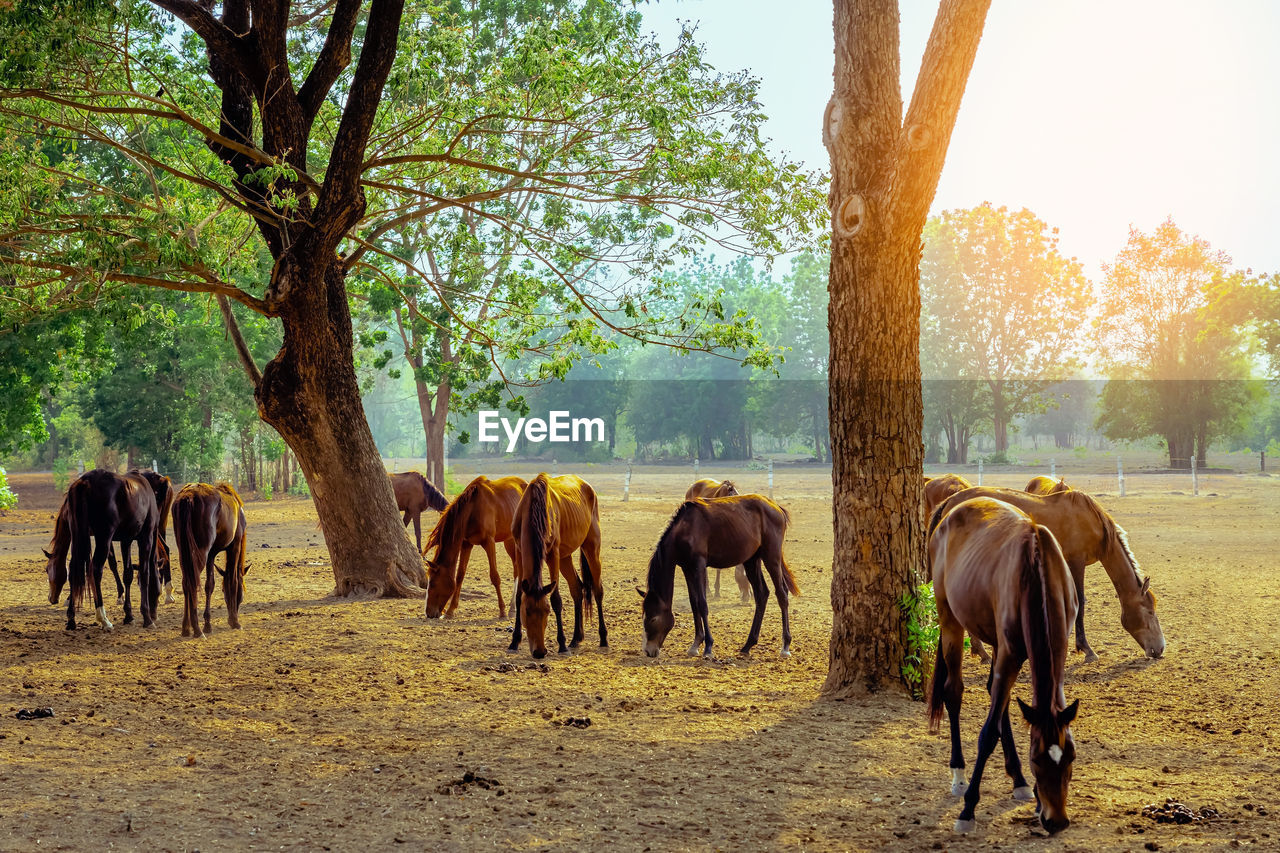 horses grazing on field