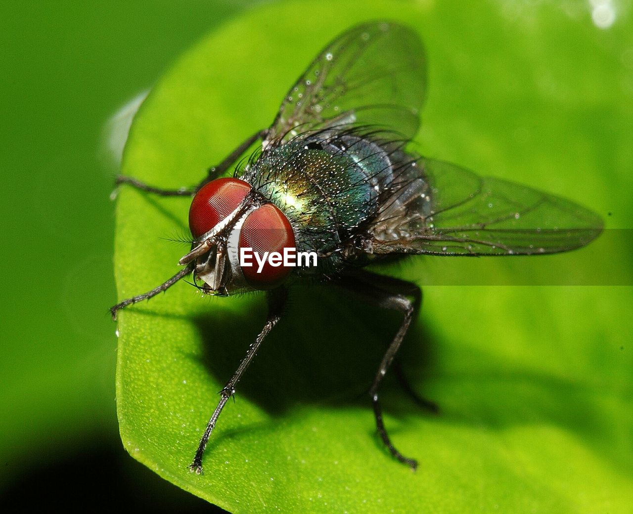 Macro shot of housefly on leaf