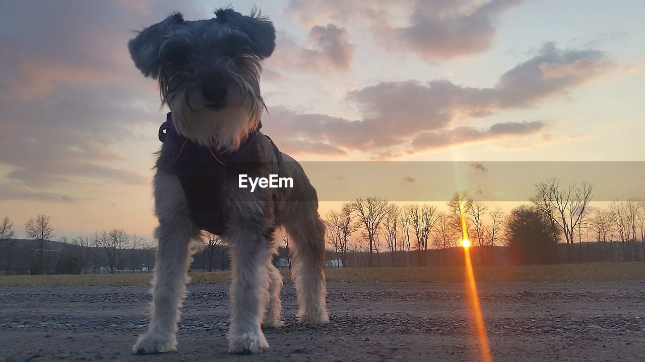 HORSE DOG AGAINST SKY