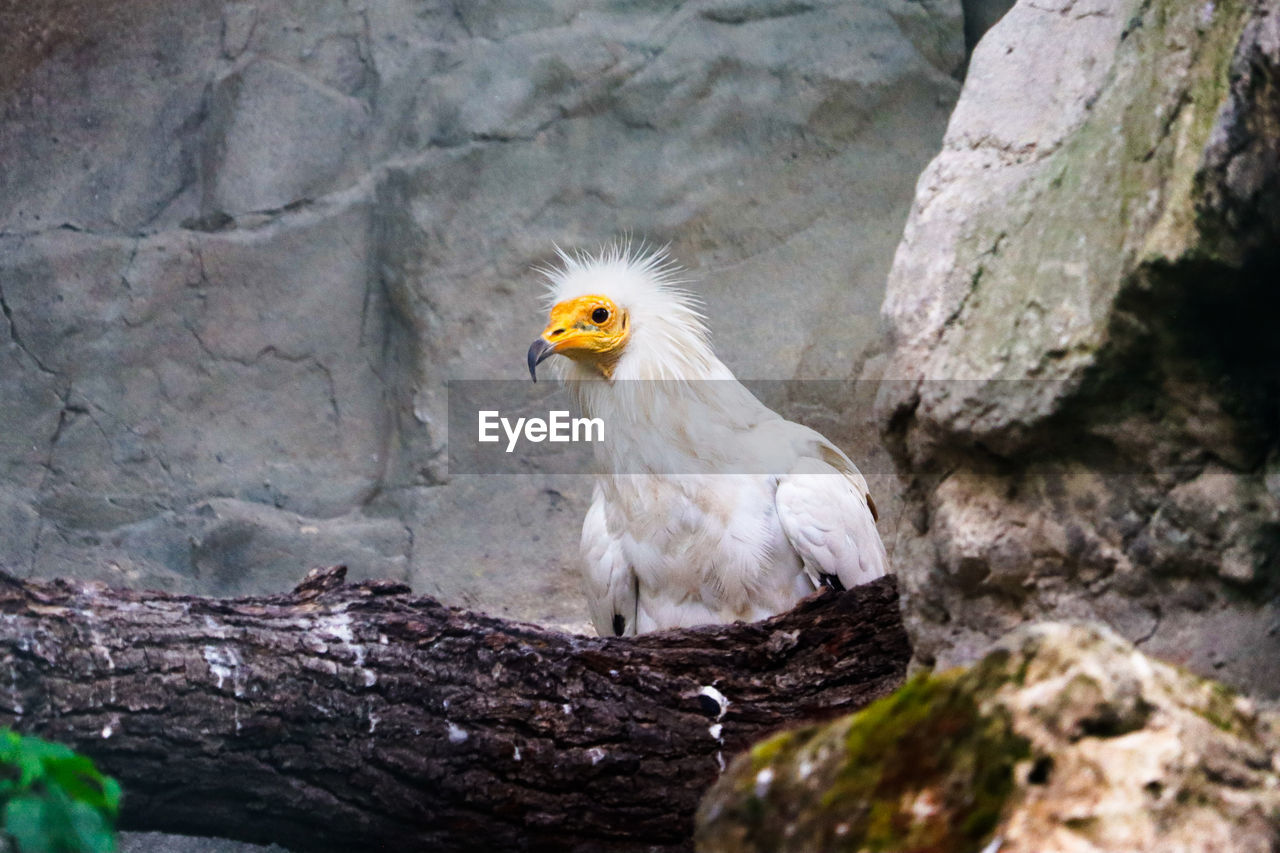 animal themes, animal, bird, animal wildlife, one animal, wildlife, nature, beak, rock, no people, bird of prey, outdoors, perching, animal body part