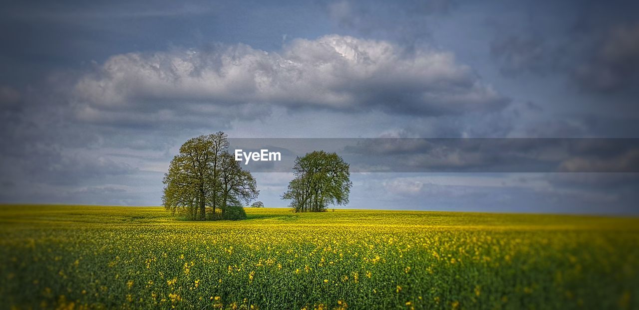 SCENIC VIEW OF OILSEED RAPE FIELD AGAINST CLOUDY SKY