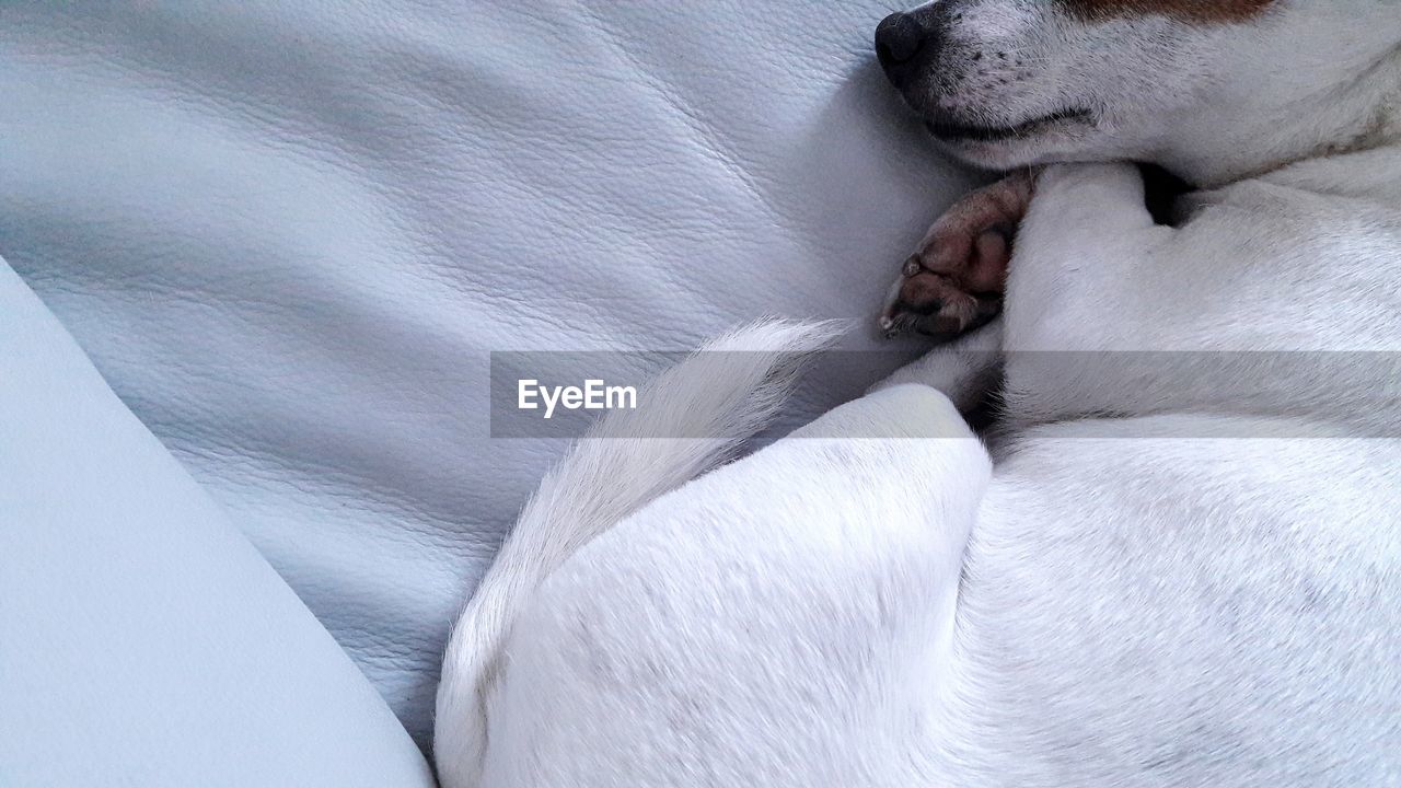 High angle view of dog sleeping on bed