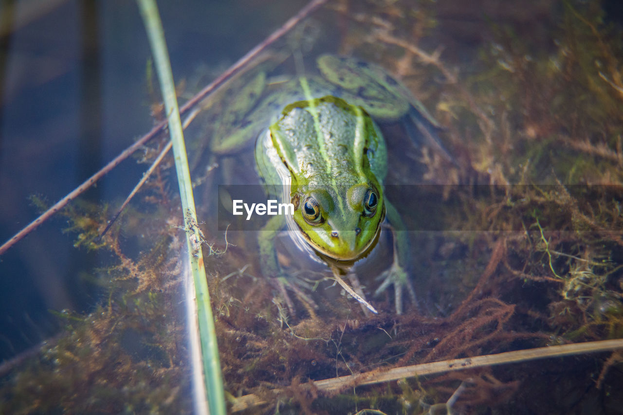CLOSE-UP OF FROG IN WATER