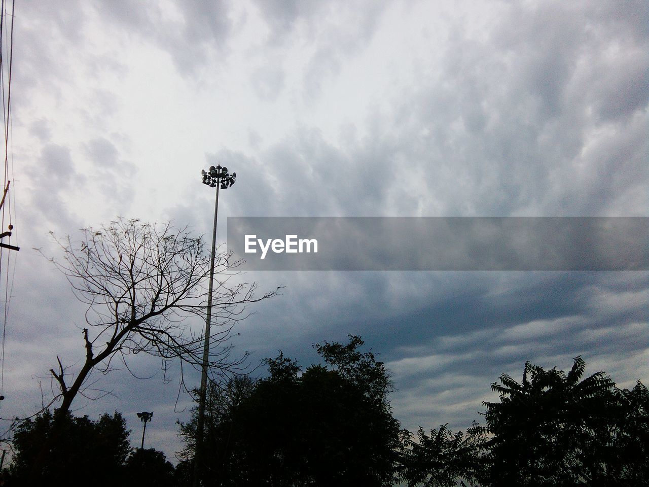 LOW ANGLE VIEW OF TREE AGAINST SKY