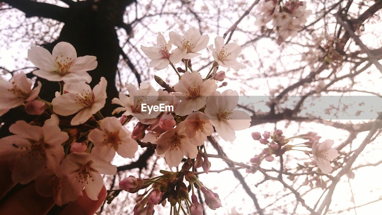 Low angle view of flowers blooming on tree