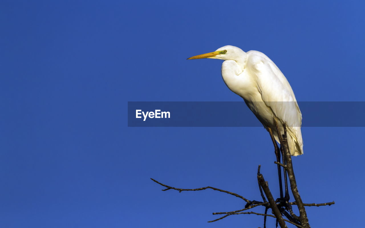 Great, common or large egret, ardea alba, standing at the top of a tree, neuchatel, switzerland