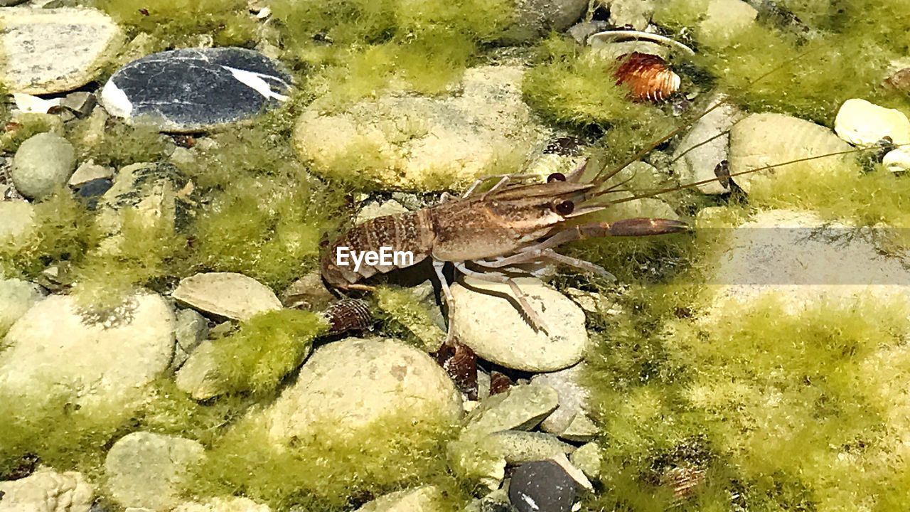 HIGH ANGLE VIEW OF TURTLE ON PLANT