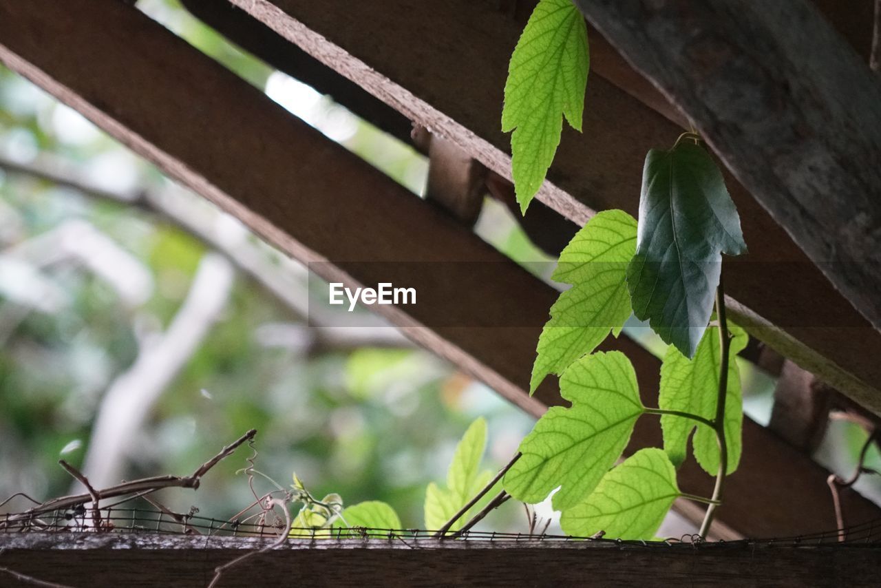 LOW ANGLE VIEW OF BIRDS ON PLANT