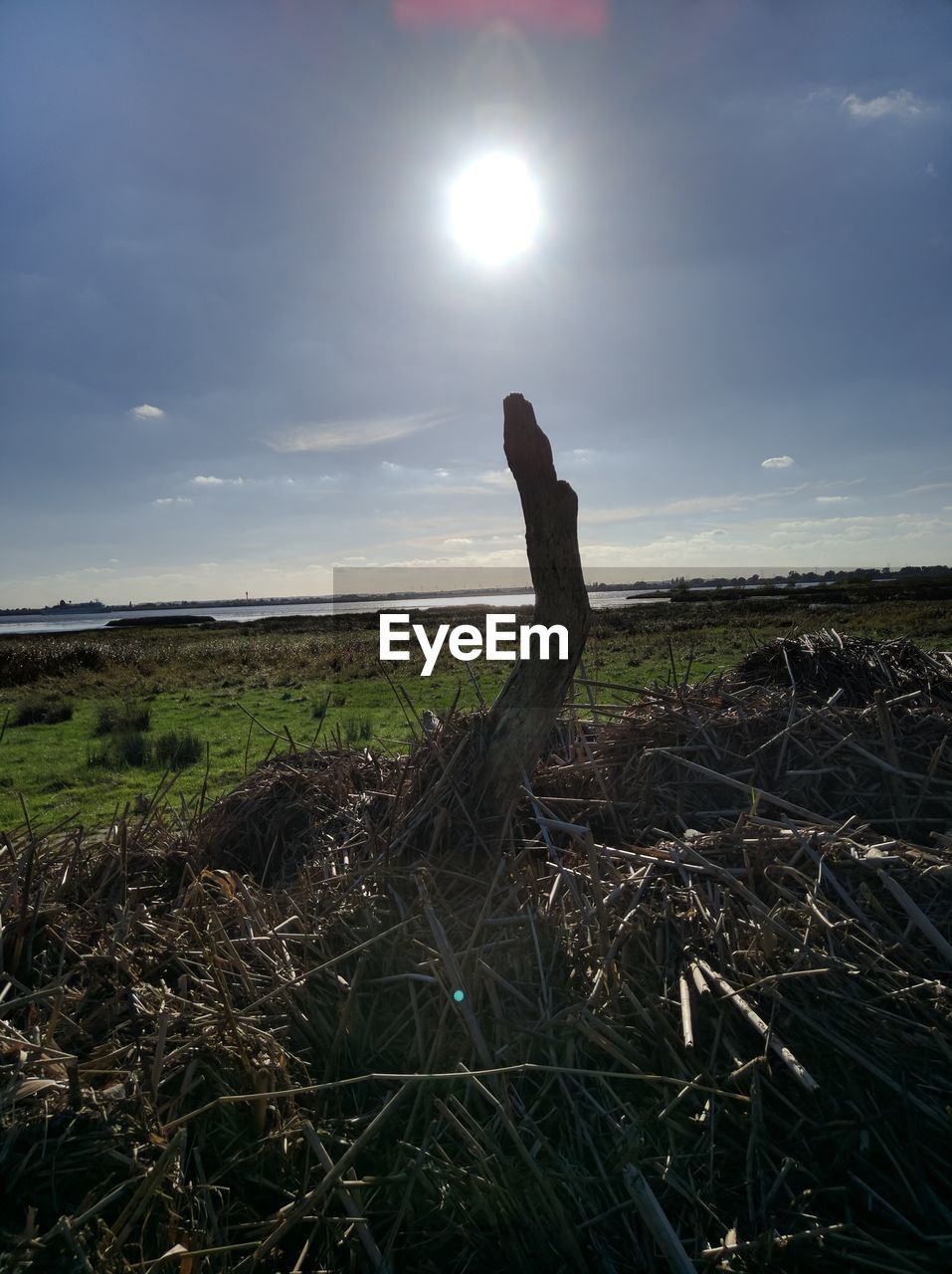 HORSE ON FIELD AGAINST SKY