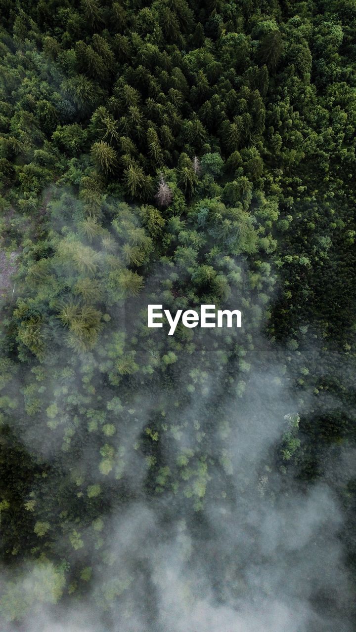 FULL FRAME SHOT OF TREES
