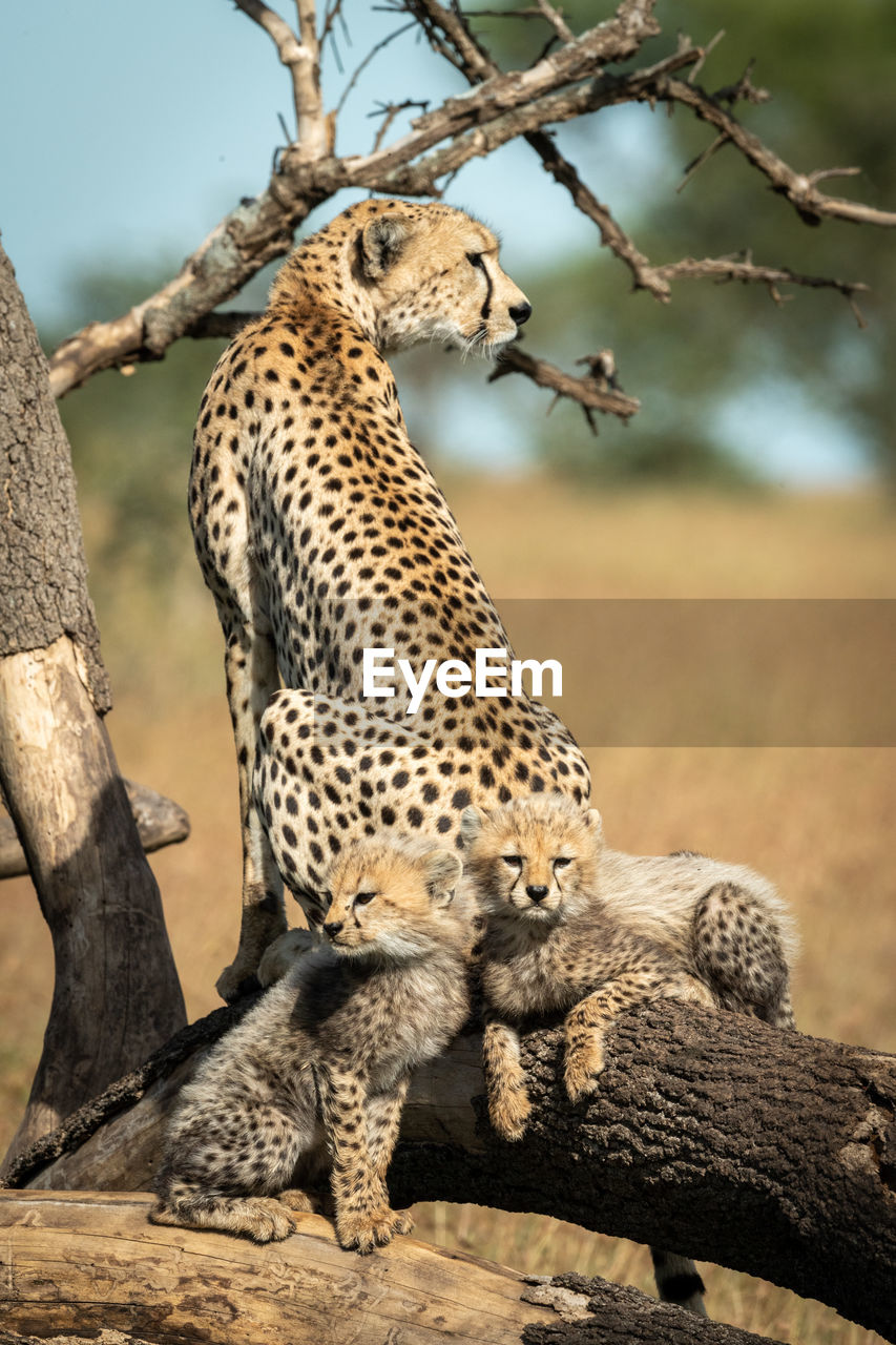 Cheetah sitting by two cubs on dead branches