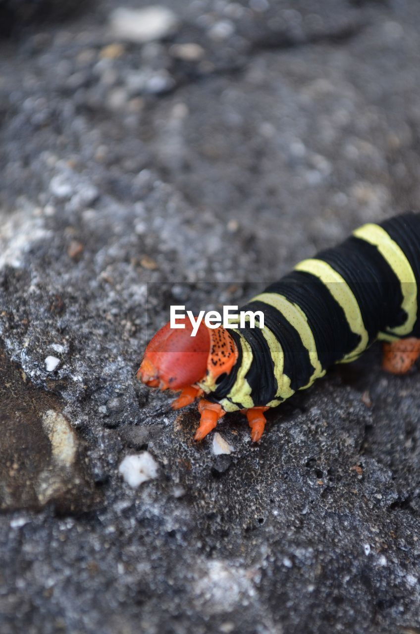 High angle view of worm on rock