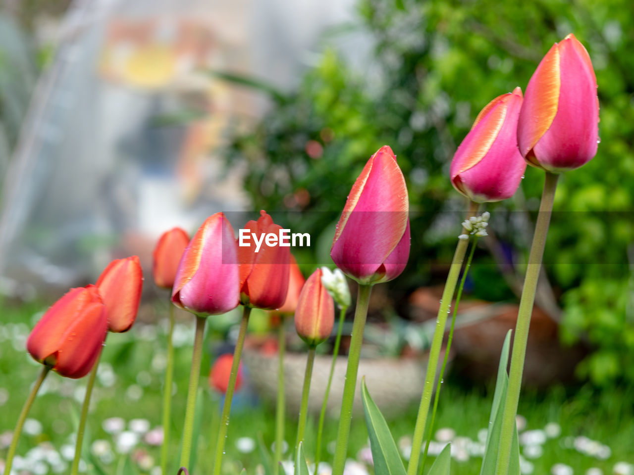 plant, flower, flowering plant, beauty in nature, freshness, nature, growth, close-up, pink, fragility, petal, flower head, no people, springtime, inflorescence, focus on foreground, outdoors, tulip, day, botany, blossom, green, red, grass, flowerbed, water, garden, macro photography, ornamental garden, bud, selective focus, summer, plant stem