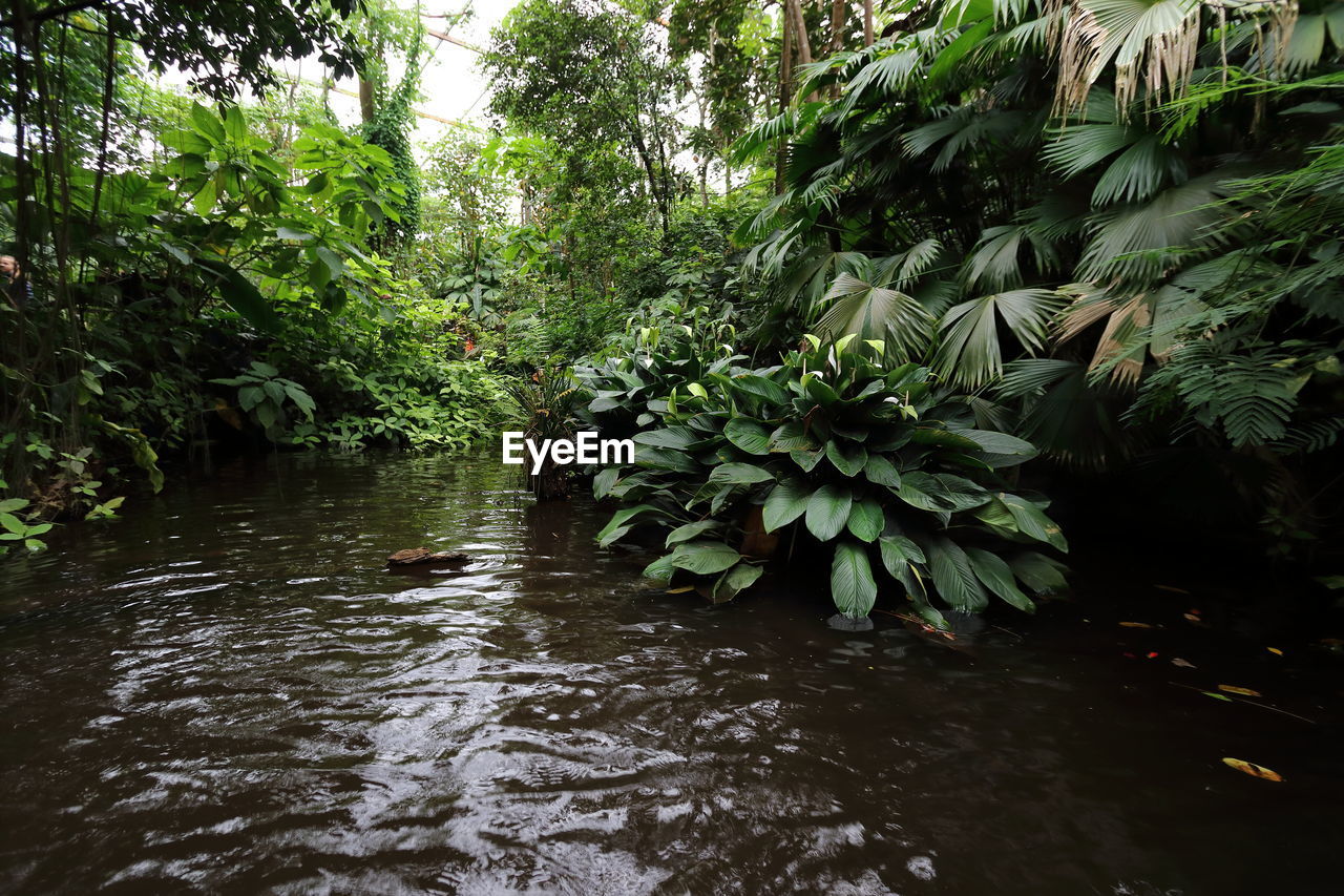 PLANTS GROWING BY RIVER IN FOREST